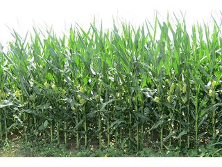 Tract 2 - 213 +/- Acres Offered in 5 Tracts of Prime Tillable Land, Extraordinary Rural Ohio Real Estate Auction