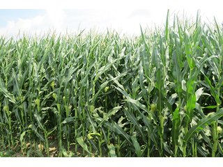 Tract 1 - 213 +/- Acres Offered in 5 Tracts of Prime Tillable Land, Extraordinary Rural Ohio Real Estate Auction
