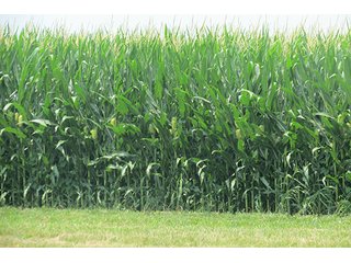 Tract 1 - 213 +/- Acres Offered in 5 Tracts of Prime Tillable Land, Extraordinary Rural Ohio Real Estate Auction
