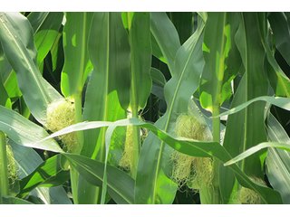 Tract 1 - 213 +/- Acres Offered in 5 Tracts of Prime Tillable Land, Extraordinary Rural Ohio Real Estate Auction