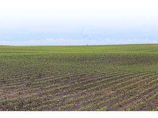 Property photo 6 - 343.5 +/- Acres Offered in 6 Tracts - Wilkinson Estate
