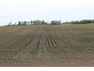 Property photo 9 - 343.5 +/- Acres Offered in 6 Tracts - Wilkinson Estate
