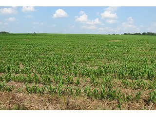 Cropland - Tract 9 - 712+/- Acres offered in 12 Tracts, Missouri Land Auction