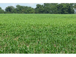 Cropland - Tract 9 - 712+/- Acres offered in 12 Tracts, Missouri Land Auction