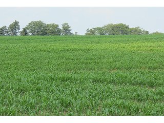 Cropland - Tract 9 - 712+/- Acres offered in 12 Tracts, Missouri Land Auction