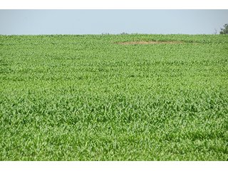 Cropland - Tract 9 - 712+/- Acres offered in 12 Tracts, Missouri Land Auction