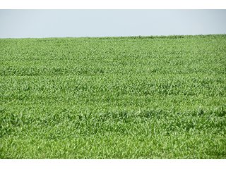 Cropland - Tract 9 - 712+/- Acres offered in 12 Tracts, Missouri Land Auction