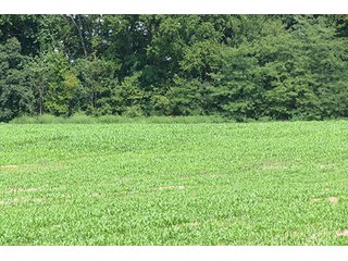 Cropland - Tract 9 - 712+/- Acres offered in 12 Tracts, Missouri Land Auction