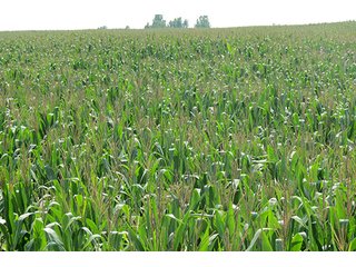 Cropland - Tract 8 - 712+/- Acres offered in 12 Tracts, Missouri Land Auction