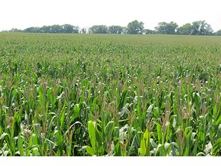 Cropland - Tract 8 - 712+/- Acres offered in 12 Tracts, Missouri Land Auction