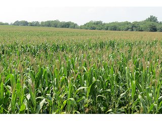 Cropland - Tract 8 - 712+/- Acres offered in 12 Tracts, Missouri Land Auction
