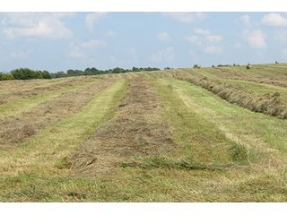 Hayfield - Tract 6 - 712+/- Acres offered in 12 Tracts, Missouri Land Auction