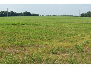 Cropland - Tract 7 - 712+/- Acres offered in 12 Tracts, Missouri Land Auction