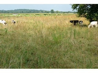 Pasture - Tract 5 - 712+/- Acres offered in 12 Tracts, Missouri Land Auction