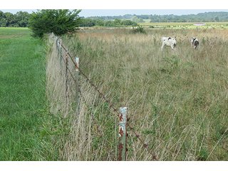 Pasture - Tract 5 - 712+/- Acres offered in 12 Tracts, Missouri Land Auction