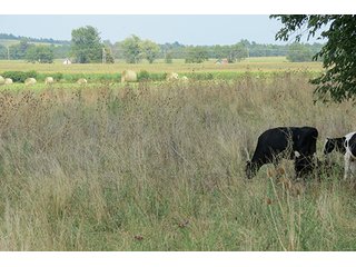 Pasture - Tract 5 - 712+/- Acres offered in 12 Tracts, Missouri Land Auction