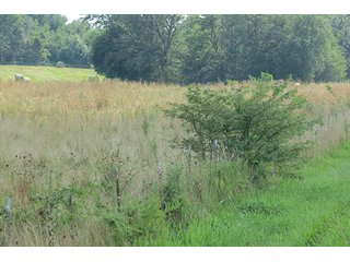 Pasture - Tract 5 - 712+/- Acres offered in 12 Tracts, Missouri Land Auction
