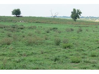 Pasture - Tract 5 - 712+/- Acres offered in 12 Tracts, Missouri Land Auction