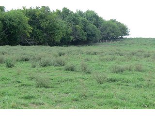 Pasture - Tract 5 - 712+/- Acres offered in 12 Tracts, Missouri Land Auction