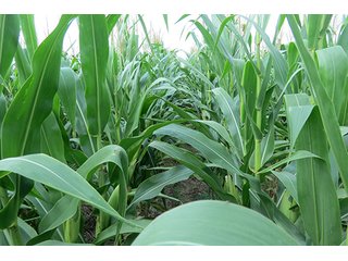 Cropland - Tract 2 - 712+/- Acres offered in 12 Tracts, Missouri Land Auction