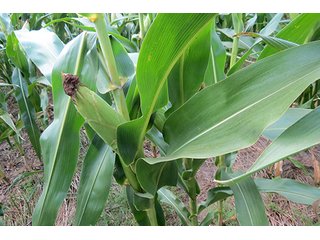 Cropland - Tract 2 - 712+/- Acres offered in 12 Tracts, Missouri Land Auction