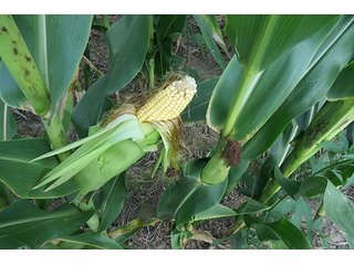 Cropland - Tract 2 - 712+/- Acres offered in 12 Tracts, Missouri Land Auction