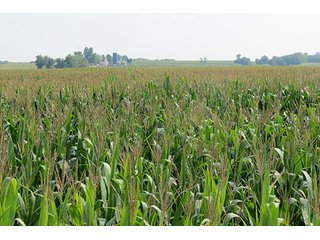 Cropland - Tract 2 - 712+/- Acres offered in 12 Tracts, Missouri Land Auction
