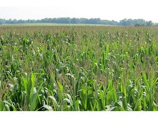 Cropland - Tract 2 - 712+/- Acres offered in 12 Tracts, Missouri Land Auction