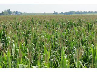 Cropland - Tract 2 - 712+/- Acres offered in 12 Tracts, Missouri Land Auction