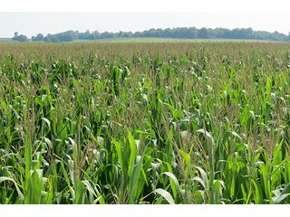 Cropland - Tract 2 - 712+/- Acres offered in 12 Tracts, Missouri Land Auction