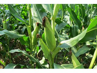 Cropland - Tract 1 - 712+/- Acres offered in 12 Tracts, Missouri Land Auction