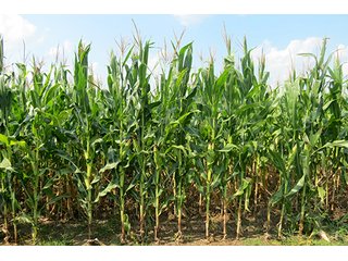 Cropland - Tract 1 - 712+/- Acres offered in 12 Tracts, Missouri Land Auction