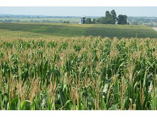 Cropland - Tract 1 - 712+/- Acres offered in 12 Tracts, Missouri Land Auction