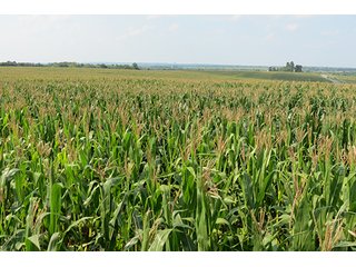 Cropland - Tract 1 - 712+/- Acres offered in 12 Tracts, Missouri Land Auction