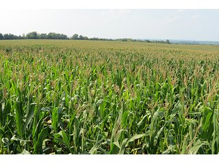 Cropland - Tract 1 - 712+/- Acres offered in 12 Tracts, Missouri Land Auction