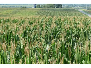 Cropland - Tract 1 - 712+/- Acres offered in 12 Tracts, Missouri Land Auction