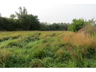 Tract 12 - 712+/- Acres offered in 12 Tracts, Missouri Land Auction