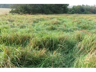 Tract 12 - 712+/- Acres offered in 12 Tracts, Missouri Land Auction