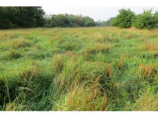 Tract 12 - 712+/- Acres offered in 12 Tracts, Missouri Land Auction