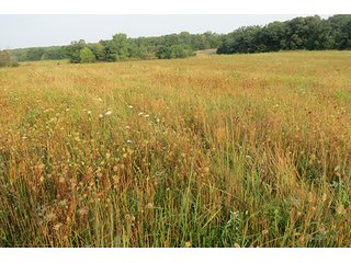 Tract 12 - 712+/- Acres offered in 12 Tracts, Missouri Land Auction