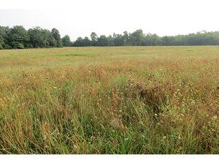 Tract 12 - 712+/- Acres offered in 12 Tracts, Missouri Land Auction
