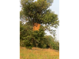 Tree Stand on Tract 12 - 712+/- Acres offered in 12 Tracts, Missouri Land Auction