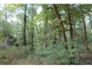 Tract 12 - 712+/- Acres offered in 12 Tracts, Missouri Land Auction