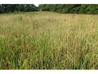 Tract 12 - 712+/- Acres offered in 12 Tracts, Missouri Land Auction