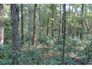 Tract 11 - 712+/- Acres offered in 12 Tracts, Missouri Land Auction