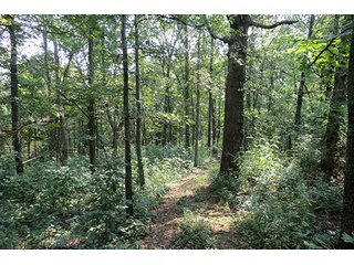Tract 11 - 712+/- Acres offered in 12 Tracts, Missouri Land Auction