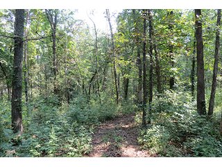 Tract 11 - 712+/- Acres offered in 12 Tracts, Missouri Land Auction
