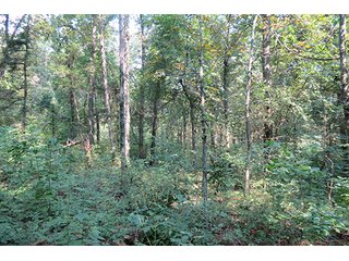 Tract 11 - 712+/- Acres offered in 12 Tracts, Missouri Land Auction