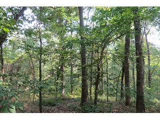 Tract 11 - 712+/- Acres offered in 12 Tracts, Missouri Land Auction