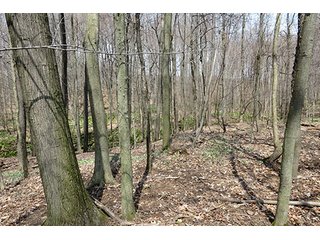 Property photo 13 - 86 +/- Acres of Northwest Pennsylvania Land offered in 6 Tracts